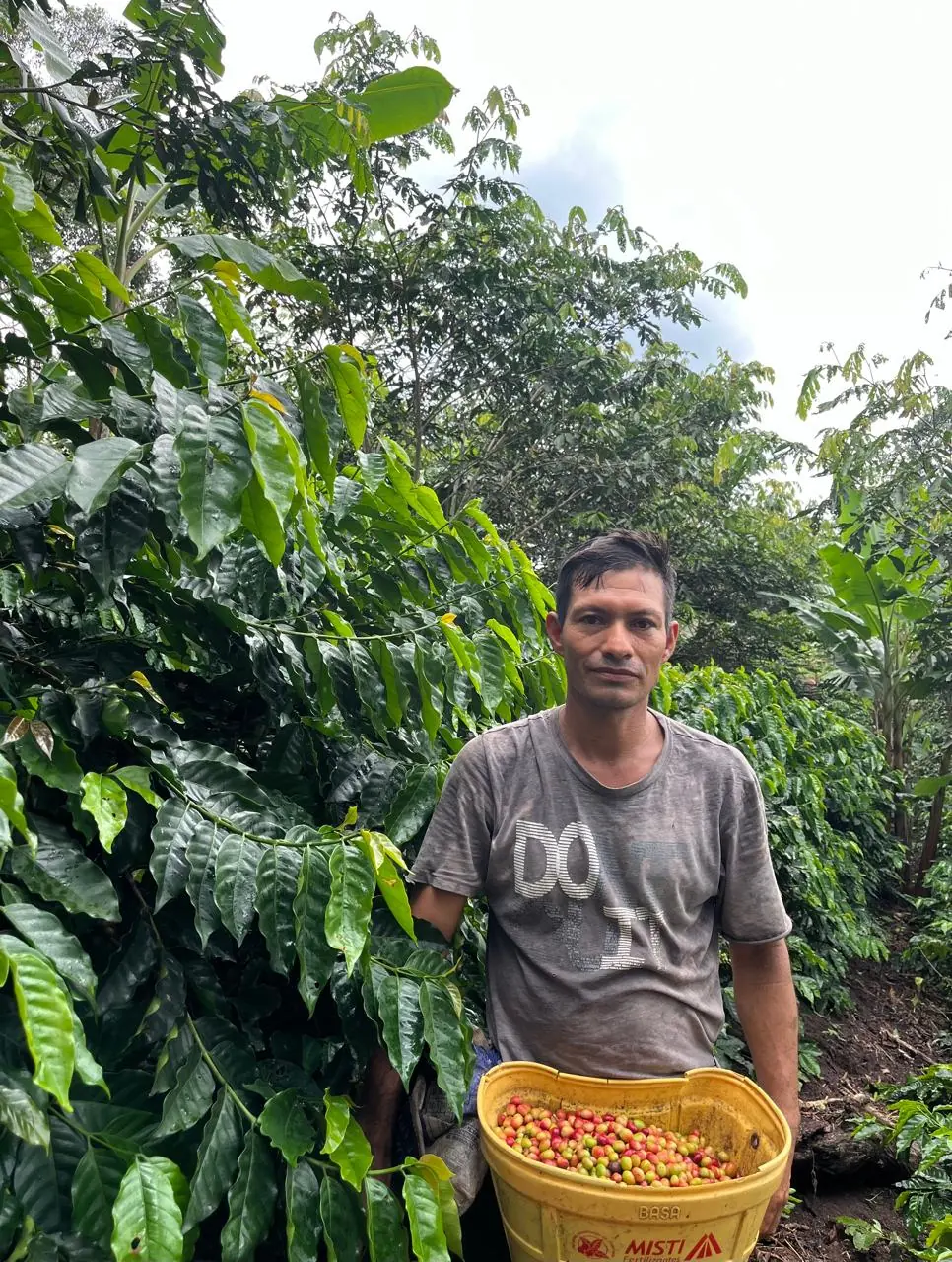Productor con una canasta de cerezas de café recién cosechadas