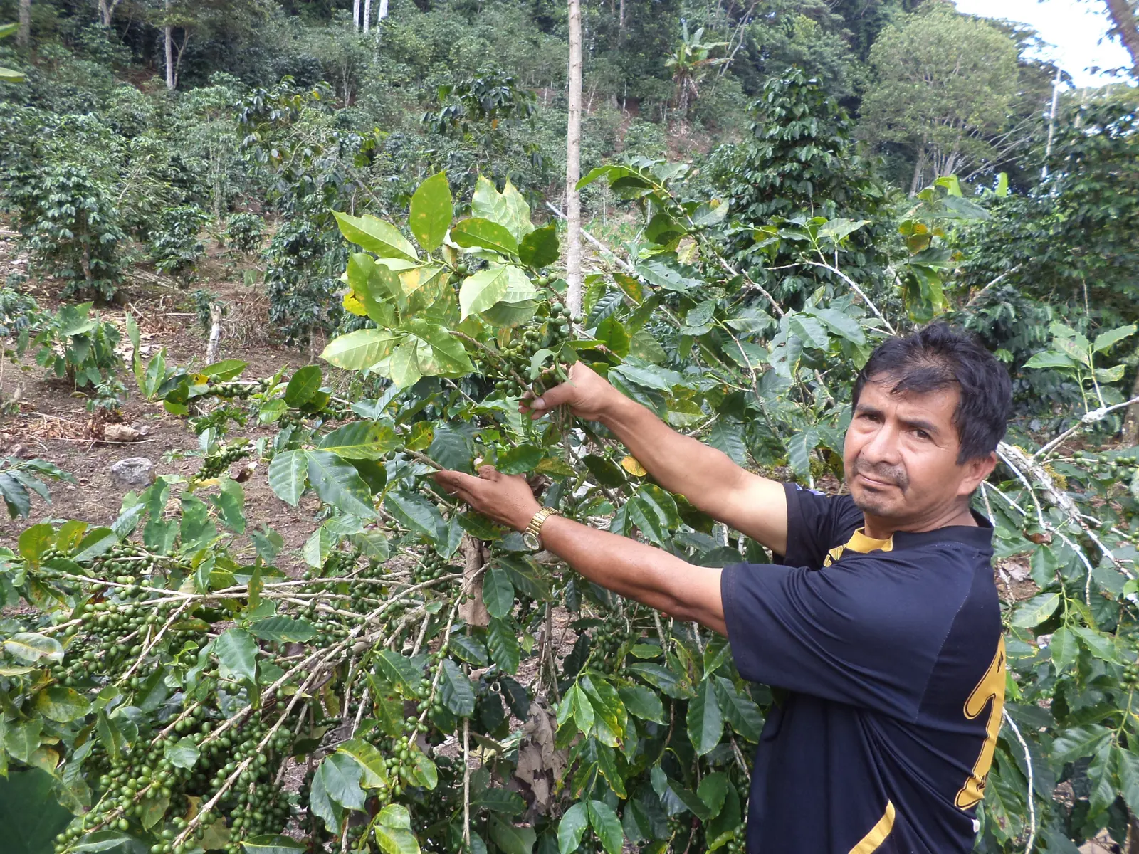 Productor mostrando cerezas de café en la planta