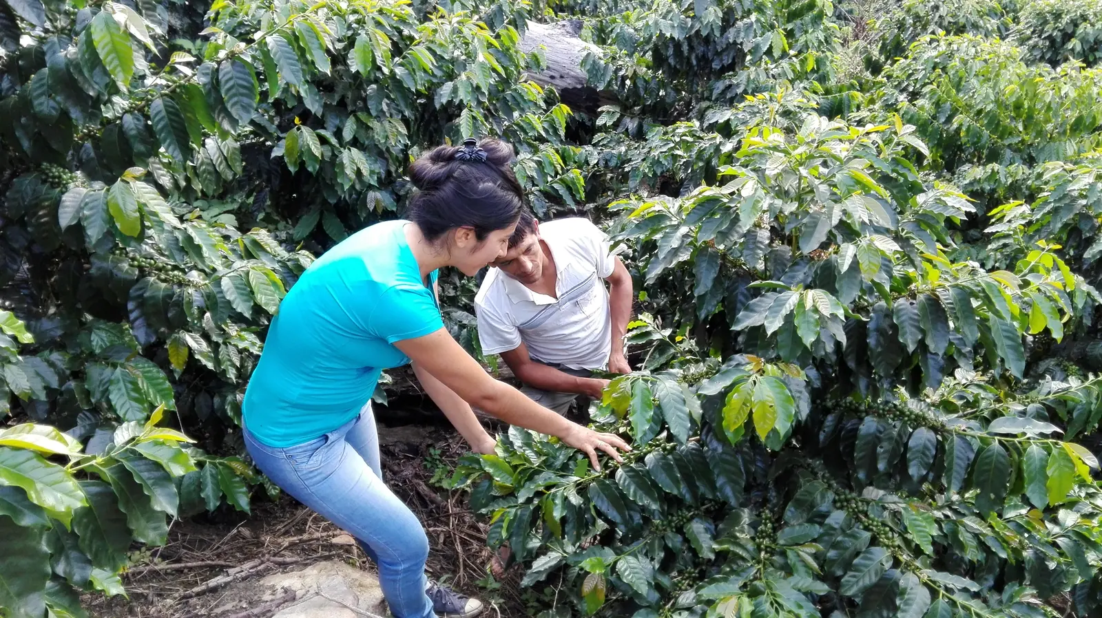 Dos productores cosechando café entre los cafetos