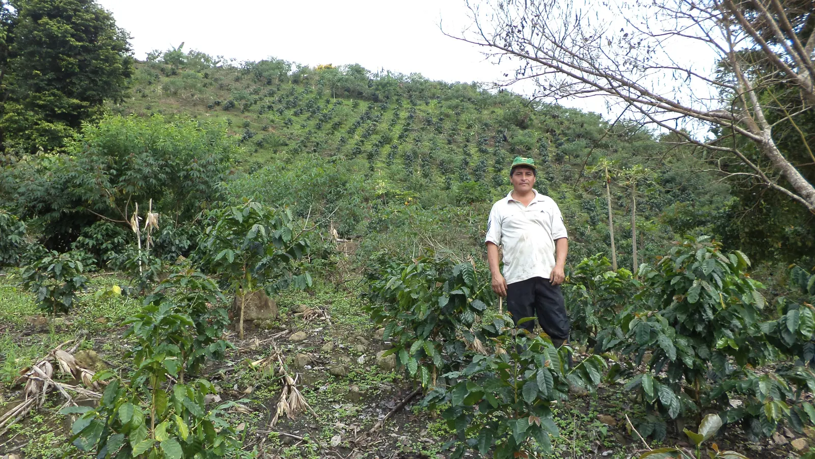 Productor en su cafetal sobre una ladera del Alto Mayo