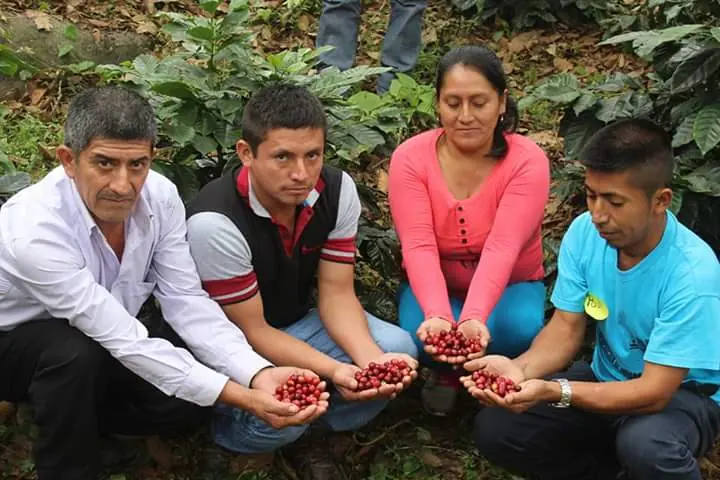 Productores mostrando cerezas de café en las manos